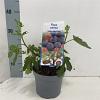 Ficus car. Little Miss Figgy Pot 2 Liter30 - 40 cm