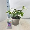 Ficus car. 'Rouge de Bordeaux' Pot 5 Liter 50 - 60 cm