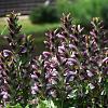Acanthus spinosus Pot 2 Liter