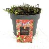 Achillea m. 'Paprika' Pot 2 Liter