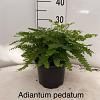 Adiantum pedatum 'Imbricatum' Pot 2 Liter 20 - 30 cm