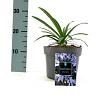 Agapanthus 'Charlotte' Pot 2 Liter