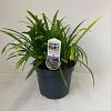 Agapanthus 'Dr Brouwer' Pot 7,5 liter 30-35cm