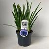 Agapanthus 'Dr Brouwer' Pot 7,5 liter 30-35cm