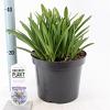 Agapanthus 'Dr Brouwer' Pot 7,5 liter 30-35cm