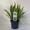 Agapanthus 'Leicester' Pot 3 liter 25-30cm