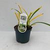 Agapanthus 'Leicester' Pot 3 liter 25-30cm