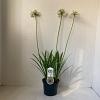 Agapanthus 'Leicester' Pot 3 liter 25-30cm