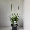 Agapanthus 'Leicester' Pot 3 liter 25-30cm