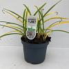 Agapanthus 'Leicester' Pot 7,5 liter 30-35cm