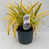 Agapanthus 'Leicester' Pot 7,5 liter 30-35cm