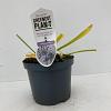 Agapanthus 'Sunfield' Pot 3 liter 25-30cm