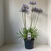 Agapanthus 'Sunfield' Pot 7,5 liter 30-35cm