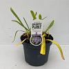 Agapanthus 'Sunfield' Pot 7,5 liter 30-35cm