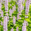 Agastache 'Blue Fortune' Pot 2 Liter