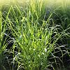 Panicum virgatum 'Northwind' Pot 9 cm