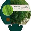 Panicum virgatum 'Northwind' Pot 9 cm