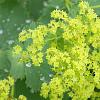 Alchemilla mollis Pot 2 Liter