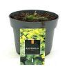 Alchemilla mollis Pot 2 Liter