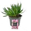 Allium 'Millenium' Pot 2 Liter