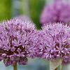 Allium 'Millenium' Pot 2 Liter
