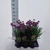 Allium 'Millenium' Pot 2 Liter 20 - 30 cm