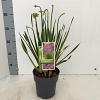 Allium 'Millenium' Pot 2 Liter 20 - 30 cm