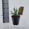 Allium 'Millenium' Pot 2 Liter 20 - 30 cm