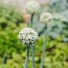 Allium stipitatum 'Mount Everest' Pot 2 Liter