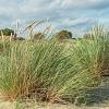 Ammophila arenaria Pot 4 Liter 50 - 60 cm