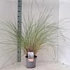 Ammophila arenaria Pot 4 Liter 50 - 60 cm