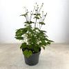 Anemone hyb. 'Honorine Jobert' Pot 5 Liter 