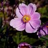 Anemone hyb. 'Serenade' Pot 3 Liter 30 - 40 cm
