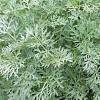Artemisia 'Powis Castle' Pot 2 Liter