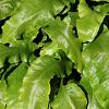 Asplenium scolopendrium Pot 2 Liter 20 - 30 cm