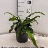 Asplenium scolopendrium Pot 2 Liter 20 - 30 cm