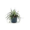 Astelia 'Silver Shadow' Pot 2 Liter 20 - 30 cm