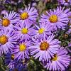 Aster (D) 'Lady in Blue' Pot 2 Liter