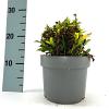 Aster (D) 'Schneekissen' Pot 2 Liter 20 - 30 cm