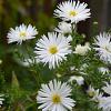 Aster (D) 'Schneekissen' Pot 2 Liter 20 - 30 cm