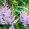 Astilbe c. 'Pumila' Pot 2 Liter