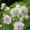 Astrantia 'Buckland' Pot 2 Liter