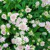 Astrantia maj. 'Shaggy' Pot 2 Liter