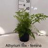 Athyrium filix-femina Pot 2 liter 25-30cm
