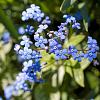 Brunnera macr. 'Jack Frost' Pot 5 Liter 