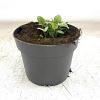 Brunnera macr. 'Sterling Silver' Pot 2 Liter