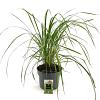 Calamagrostis acut. 'Karl Foerster' Pot 5 Liter 