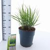 Calamagrostis acut. 'Karl Foerster' Pot 6 Liter 60 - 80 cm
