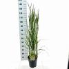 Calamagrostis acut. 'Karl Foerster' Pot 6 Liter 60 - 80 cm
