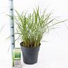 Calamagrostis acut. 'Karl Foerster' Pot 6 Liter 60 - 80 cm